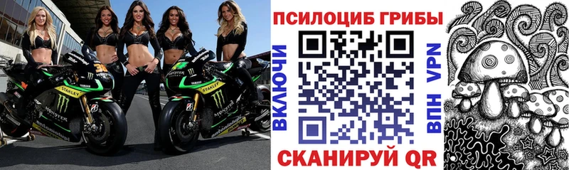 закладки  Тихорецк  Псилоцибиновые грибы Psilocybe 