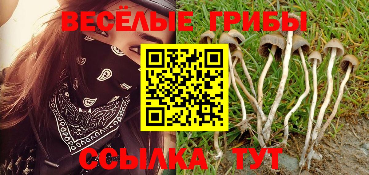 Псилоцибиновые грибы Cubensis Тихорецк